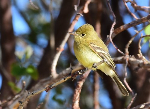 A small yellow bird perched on a branch, surrounded by blurred green foliage and blue sky.
