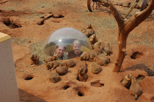 Two people inside a transparent dome surrounded by a group of small animals in a sandy, outdoor setting.