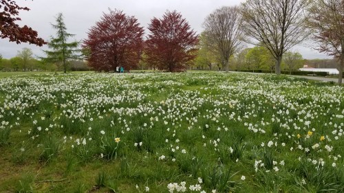 A lush field of white flowers with green grass, surrounded by trees in a park on a cloudy day.