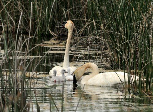 Two swans and their cygnets swim among tall grasses in a serene pond.