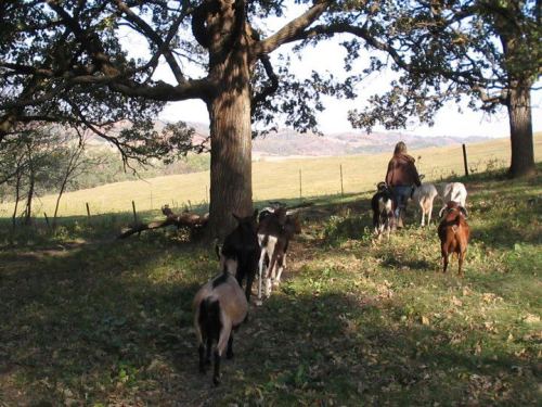 A person walks with a group of goats under a large tree in a grassy field.
