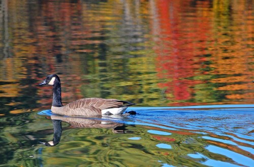 A Canada goose swims on a calm lake, reflecting vibrant autumn colors in the water.