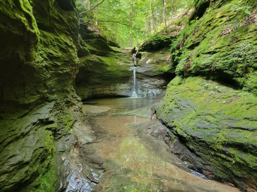 A serene forest scene featuring a small waterfall cascading into a clear pool surrounded by moss-covered rocks.