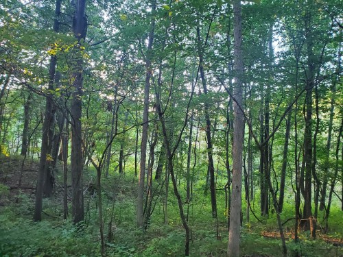 A dense forest with tall trees and lush green foliage, dappled sunlight filtering through the leaves.