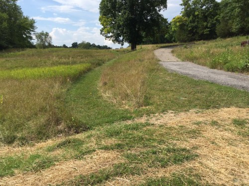 A grassy path diverges into two directions, surrounded by fields and trees under a blue sky with scattered clouds.