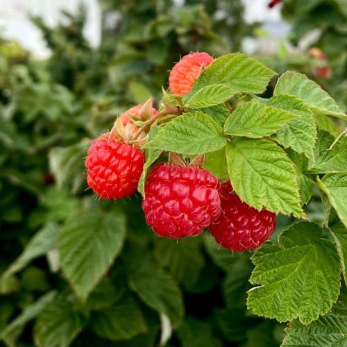 Fresh red raspberries growing on a green plant, surrounded by vibrant green leaves.