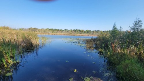 A serene wetland scene with calm water, tall grasses, and trees under a clear blue sky.