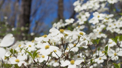 A close-up of white dogwood flowers blooming against a blurred background of trees and blue sky.