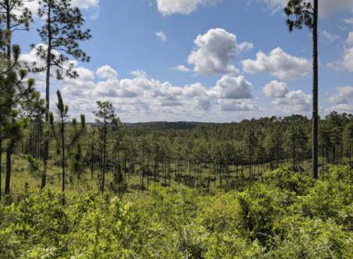 A lush green forest with tall pine trees under a blue sky filled with fluffy white clouds.