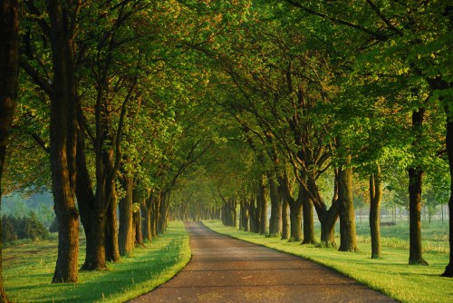 A serene pathway lined with lush green trees, creating a peaceful, shaded corridor in nature.