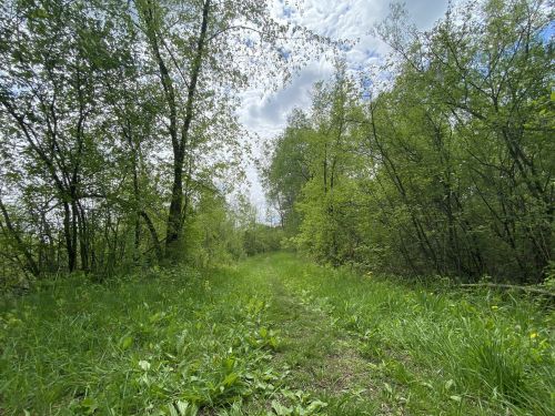 A lush green pathway through a forest, surrounded by trees and under a partly cloudy sky.