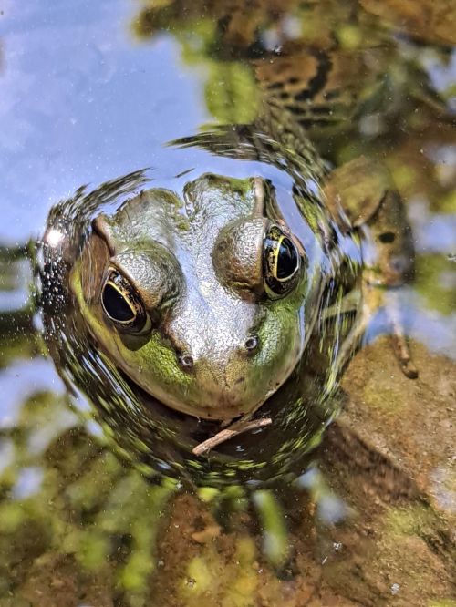 A close-up of a green frog partially submerged in water, with reflections of leaves and ripples around it.
