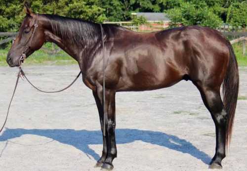 A shiny brown horse stands on a sandy surface, with greenery in the background and a lead rope attached.