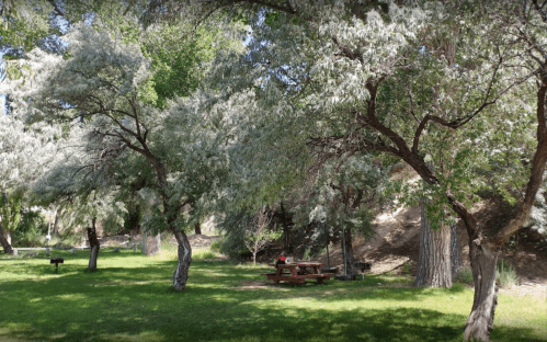 A serene park scene with lush green grass, trees with fluffy white foliage, and a picnic table in the shade.