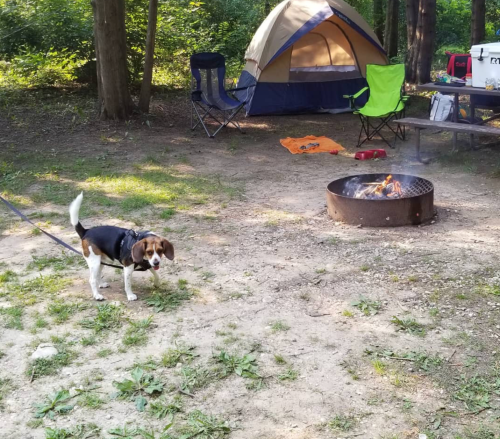 A beagle stands near a campsite with a tent, chairs, and a fire pit surrounded by trees.