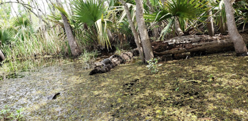 A lush wetland scene with tall grasses, palm trees, and a log partially submerged in murky water.