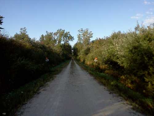 A dirt road stretches into the distance, flanked by trees and shrubs under a clear blue sky.