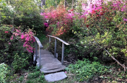 A wooden bridge surrounded by vibrant pink and green foliage in a serene garden setting.