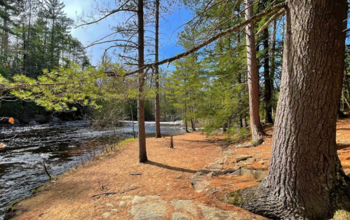 A serene riverside scene with tall trees, a sandy path, and sunlight filtering through the branches.