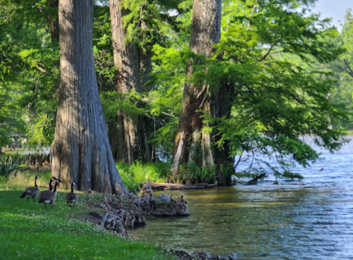 A serene lakeside scene with tall trees and geese near the water's edge, surrounded by lush greenery.