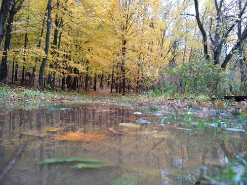 A serene forest path lined with vibrant yellow trees, reflecting in a puddle on the ground after rain.