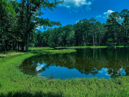 A serene pond surrounded by lush greenery and trees, reflecting a clear blue sky.