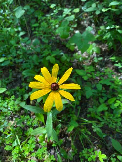 A bright yellow flower with long petals stands out against a green, leafy background.