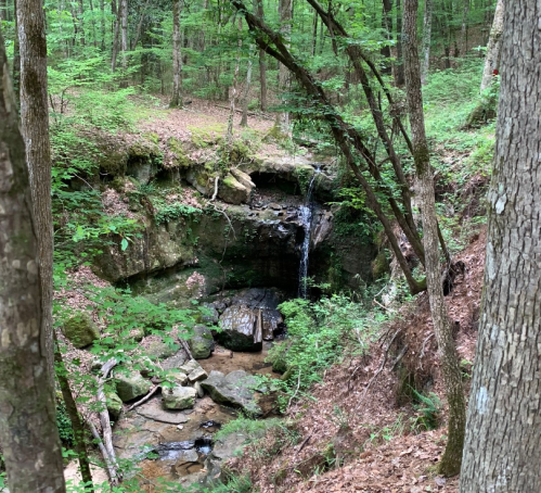 A serene forest scene featuring a small waterfall cascading over rocks, surrounded by lush greenery and trees.