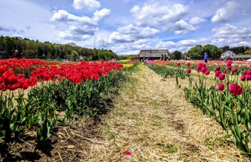 A vibrant field of red and pink tulips with a path leading to a rustic barn under a blue sky with fluffy clouds.