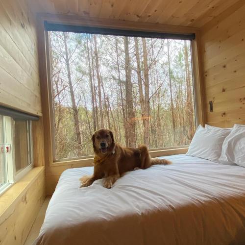A golden retriever lies on a bed in a cozy wooden room with large windows overlooking trees.