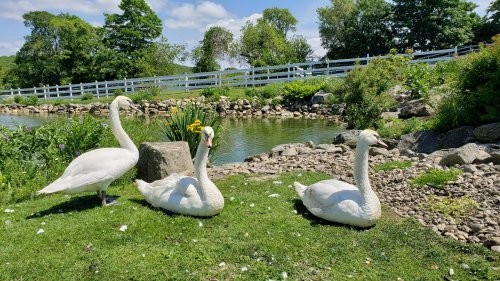 Three swans resting by a pond, surrounded by greenery and a white fence under a clear blue sky.