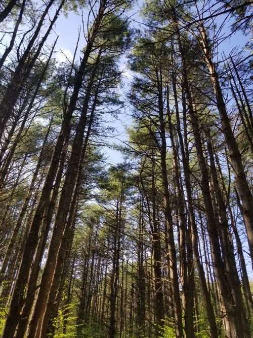 Tall trees stretch upward towards a blue sky, creating a serene forest scene with dappled sunlight filtering through the branches.