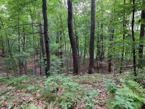 A lush green forest with tall trees and underbrush, creating a serene natural landscape.