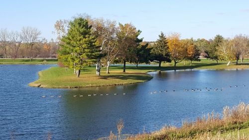 A serene lake with a small island, surrounded by trees and a line of ducks swimming in the water.