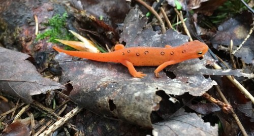 An orange salamander with black spots crawls over brown, decaying leaves in a forest setting.