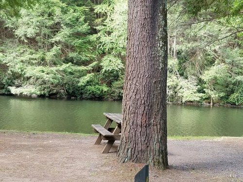 A picnic table beside a calm river, surrounded by lush green trees and foliage.
