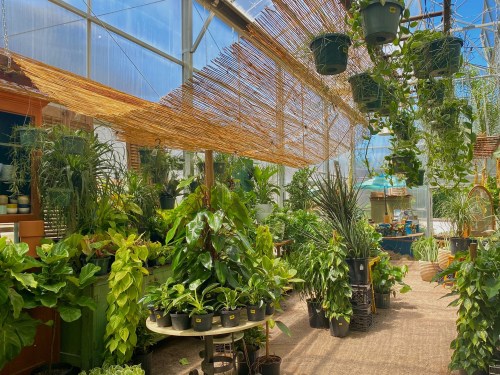 A vibrant greenhouse filled with various potted plants and hanging greenery under a bright blue sky.