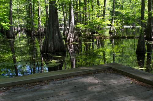 A serene swamp scene with cypress trees reflected in calm water, surrounded by lush green foliage.