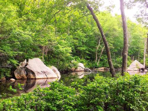 A serene forest scene with large rocks by a calm, reflective pond surrounded by lush green trees.