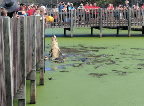 A crowd watches as an alligator rises from a green, algae-covered pond near a wooden pier.