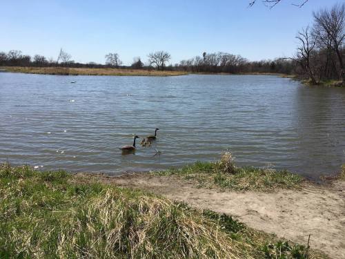Two geese swim in a calm pond surrounded by grass and trees under a clear blue sky.