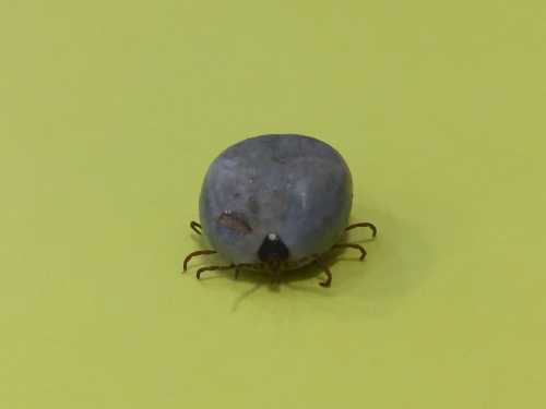 A close-up of a tick on a bright yellow background, showcasing its round body and eight legs.