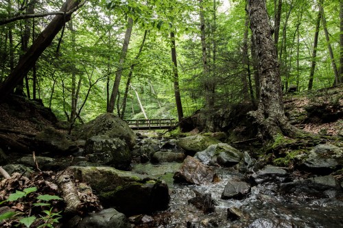 A serene forest scene with a stream flowing over rocks and a wooden bridge in the background, surrounded by lush greenery.