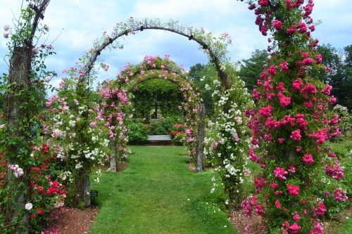 A lush garden path with arched trellises adorned with blooming pink and white roses, leading to a serene seating area.