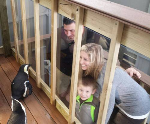 A family looks at a penguin through a glass barrier, smiling and enjoying the interaction.