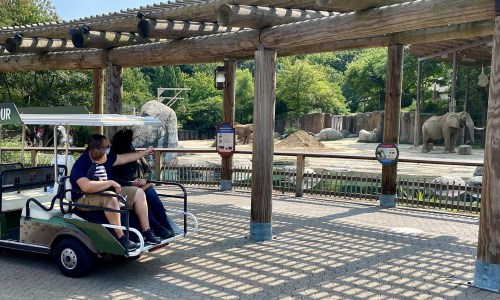 Two people in a golf cart at a zoo, pointing towards a habitat with elephants in the background.