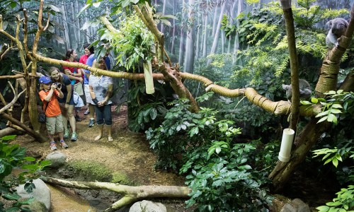 Visitors observe koalas in a lush, green habitat with trees and plants, while one person takes photos.