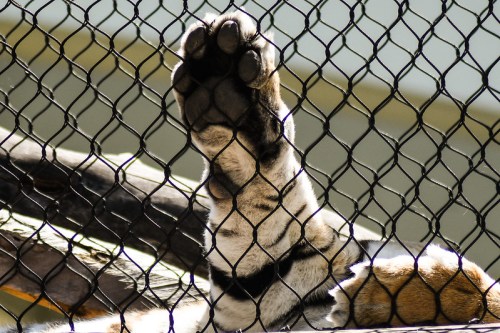 A close-up of a tiger's paw reaching through a wire fence, showcasing its distinctive stripes and claws.