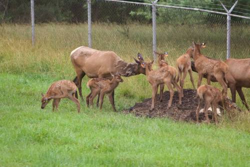 A group of elk, including several calves, gathered near a mound in a grassy area, with a fence in the background.