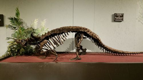 A dinosaur skeleton displayed on a pedestal, surrounded by greenery, showcasing its elongated body and spiked back.